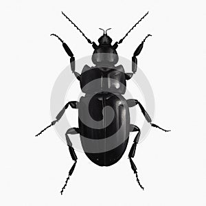 The Black Beetle Insect Arthropod Variation 4 Isolated, Transparent Background