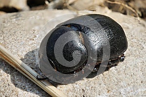 A black beetle isolated on rock