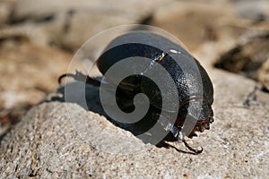 A black beetle isolated on rock