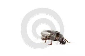 Black beetle isolated in white