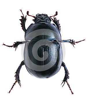 Black beetle isolated on white background. Macro