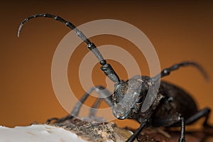 A black beetle with large antennae similar to two small antennae