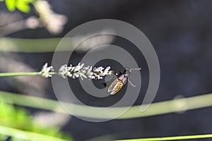 Black beetle on a lavender flower whose chitin shell dazzles in the sun in bright colors photo