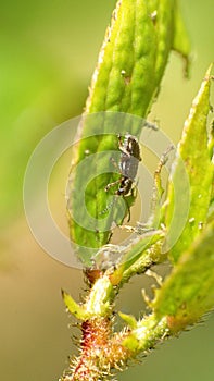 Black beetle on a leaf