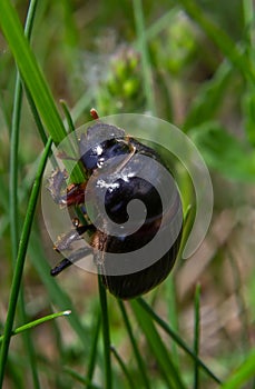 A black beetle with a long horn in a natural enviroment. Scarabaeidae family. Copris hispanus