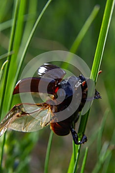 A black beetle with a long horn in a natural enviroment. Scarabaeidae family. Copris hispanus