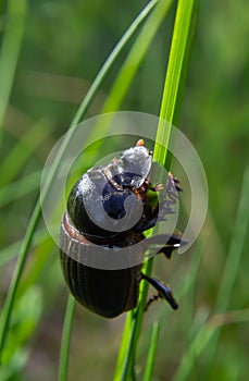 A black beetle with a long horn in a natural enviroment. Scarabaeidae family. Copris hispanus