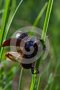 A black beetle with a long horn in a natural enviroment. Scarabaeidae family. Copris hispanus