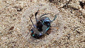 Black beetle lying ground up, metallic colored insect in forest, entomology