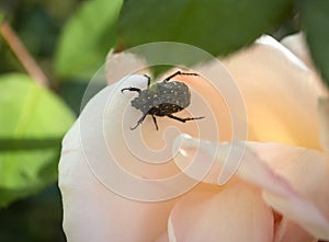 Black beetle Oxythyrea funesta that eats roses in Greece