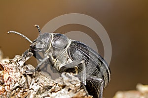 Black Beetle (Pimelia costata)