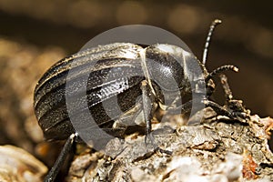 Black Beetle (Pimelia costata)