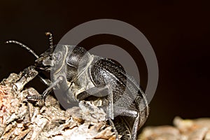 Black Beetle (Pimelia costata)