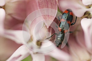 Black beetle on pink flowers