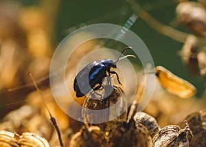 Black beetle on a plant