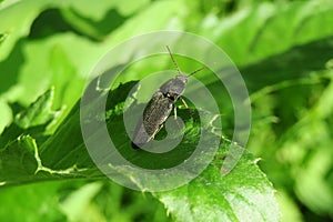 Black beetle on plant in the garden, closeup