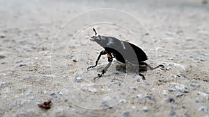 Black beetle on the road moves his antennae.