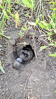 Black Beetle is a shearer nicknamed "Kravchik". Dung beetle.