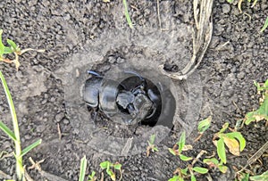 Black Beetle is a shearer nicknamed "Kravchik". Dung beetle.