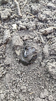 Black Beetle is a shearer nicknamed "Kravchik". Dung beetle.