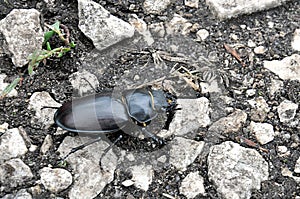 Black beetle, stag beetle