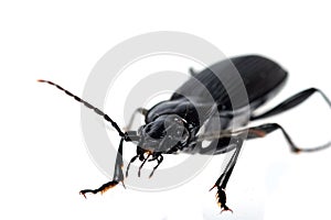 Black beetle very close up