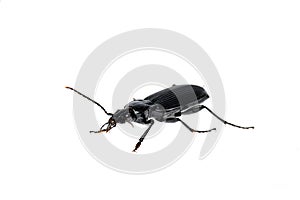 Black beetle very close up