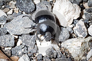 Black beetle walks