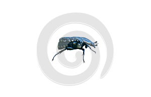 Black beetle on a white background