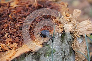 Black beetle on wood stump cut in the middle of the forest photo