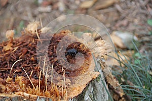 Black beetle on wood stump cut in the middle of the forest photo