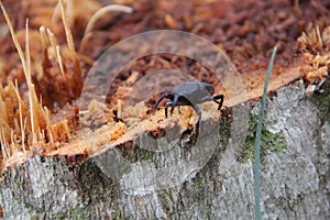 Black beetle on wood stump cut in the middle of the forest photo