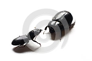 Black Beetles