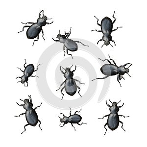 Black Beetles