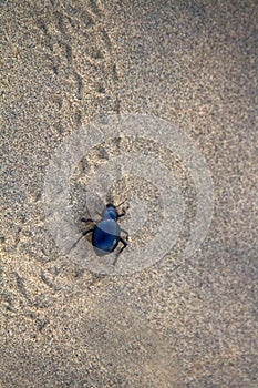 Black beetles darkling beetles, Blaps roam sands