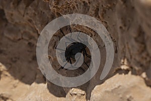 Black beetles mating in rock