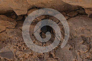 Black beetles mating in rock