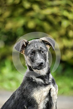 Black with beige puppy mongrel