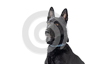 Black Belgian Malinois Dog Close-Up - Extracted