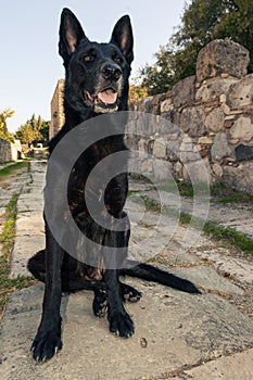 Negro el perro sobre el pavimentación piedra de antiguo Griego callejón 