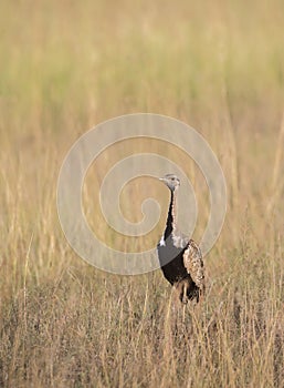 Black Belled Bustard in a tall grass at Masai Mara, Kenya