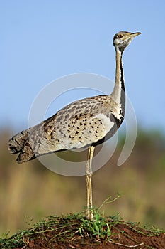 Black-bellied Bustard