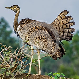 Black bellied bustard