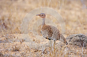 Black-bellied Bustard (Eupodotis melanogaster) photo