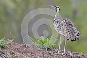 Black-bellied bustard (Eupodotis melanogaster)