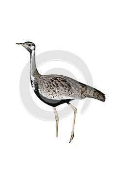 Black-bellied bustard, Eupodotis melanogaster photo