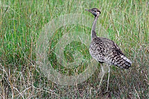 Black-bellied bustard, Maasai Mara Game Reserve, Kenya