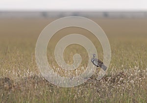 Black-bellied Bustard,Masai Mara,Kenya