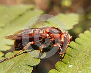 Black-bellied hornet closeup on vibrant green leaf