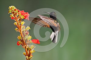 Black Bellied Hummingbird